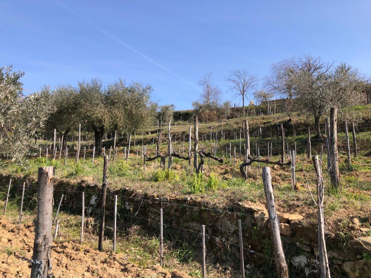 Podere Soccorso Casa Vigneto مونتالشينو المظهر الخارجي الصورة