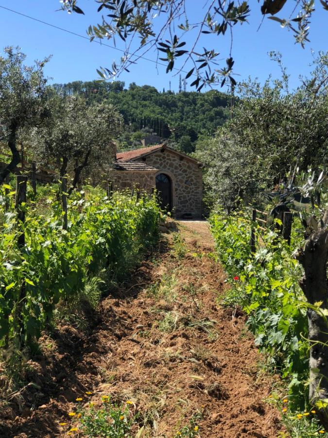 Podere Soccorso Casa Vigneto مونتالشينو المظهر الخارجي الصورة